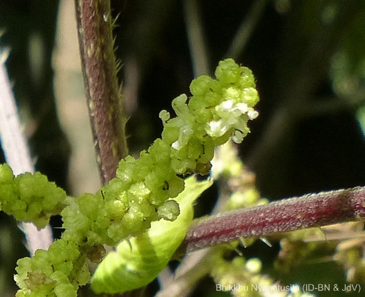 Girardinia diversifolia (Link) Friis